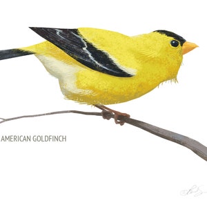 May include: A watercolor illustration of an American Goldfinch perched on a branch. The bird has bright yellow plumage with black and white wings and a black cap. The text "AMERICAN GOLDFINCH" is below the bird.