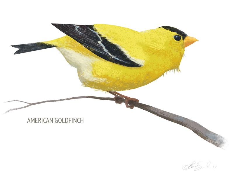 May include: A watercolor illustration of an American Goldfinch perched on a branch. The bird has bright yellow plumage with black and white wings and a black cap. The text "AMERICAN GOLDFINCH" is below the bird.