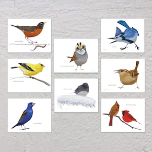 Blank Note Card Set, Backyard Birds, Collection #3