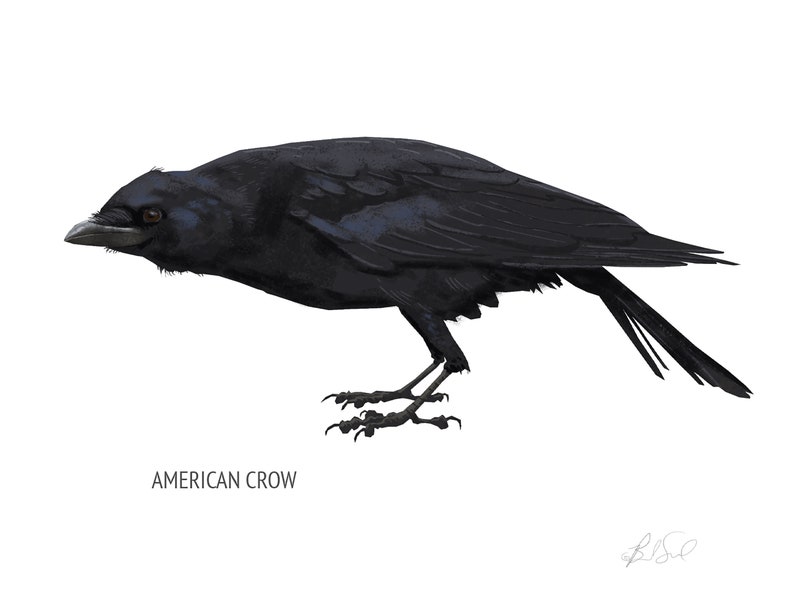 Blank Note Card Set, Corvids image 2