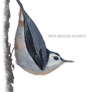 May include: Illustration of a White-breasted Nuthatch bird clinging to a tree branch. The bird has a white breast, gray-blue back, and black and white wings. The text "WHITE-BREASTED NUTHATCH" is displayed on the right side of the image.