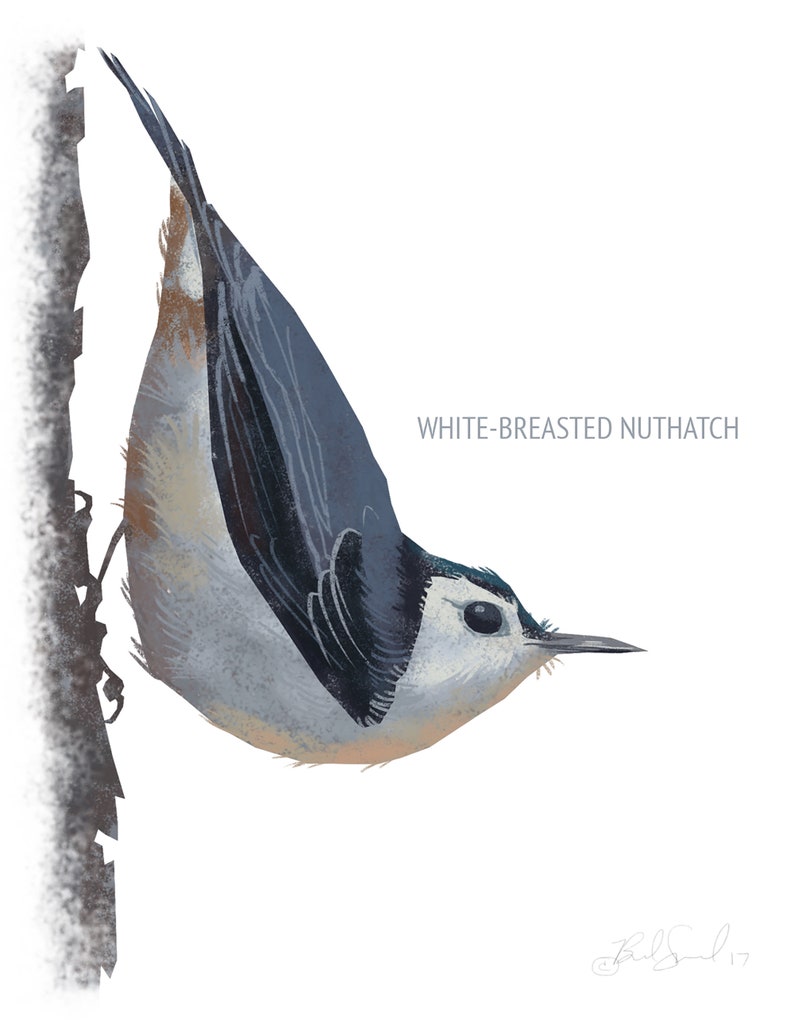 May include: Illustration of a White-breasted Nuthatch bird clinging to a tree branch. The bird has a white breast, gray-blue back, and black and white wings. The text "WHITE-BREASTED NUTHATCH" is displayed on the right side of the image.