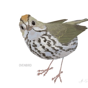 May include: Illustration of an Ovenbird with a speckled breast, olive-green wings, and a brown head. The bird is depicted in a three-quarter view, with its head turned towards the viewer. The word "OVENBIRD" is printed below the bird.