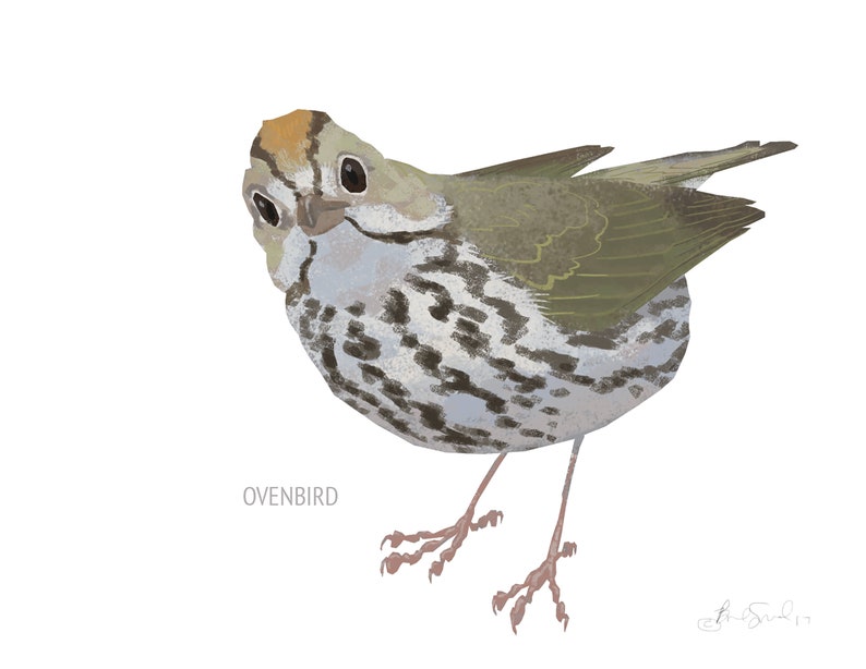 May include: Illustration of an Ovenbird with a speckled breast, olive-green wings, and a brown head. The bird is depicted in a three-quarter view, with its head turned towards the viewer. The word "OVENBIRD" is printed below the bird.