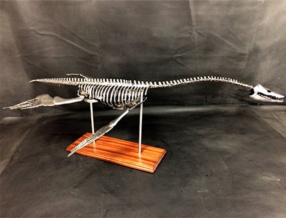 For sale: 28-ft-long, 155 million-year-old carnivorous