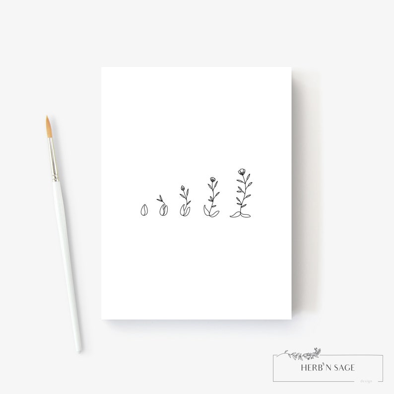 Op de afbeelding: Een zwart-witte lijntekening van een bloem die uit een zaadje groeit. De tekening toont de bloem in vijf groeistadia, van een zaadje tot een volledig gegroeide bloem.