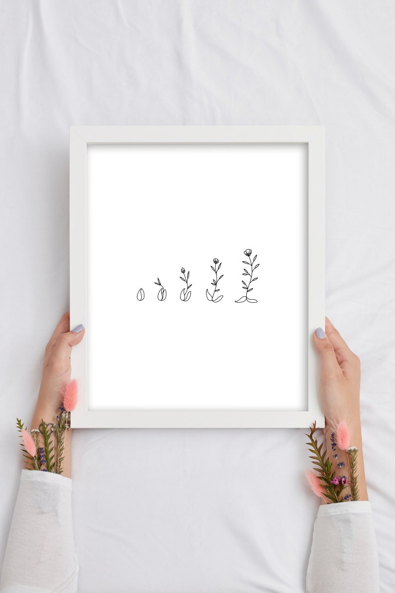 Op de afbeelding: Een wit frame met een zwart-witte lijntekening van een bloem die uit een zaadje groeit. De tekening toont de groeifasen van zaadje tot volgroeide bloem.