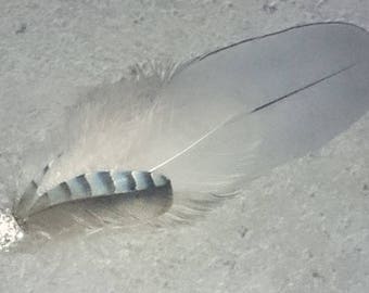 a real feather Jay charm / pigeon