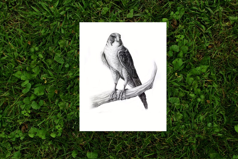 Peregrine Falcon Art Print Hand-drawn graphite scientific illustration Black and white drawing Bird art
