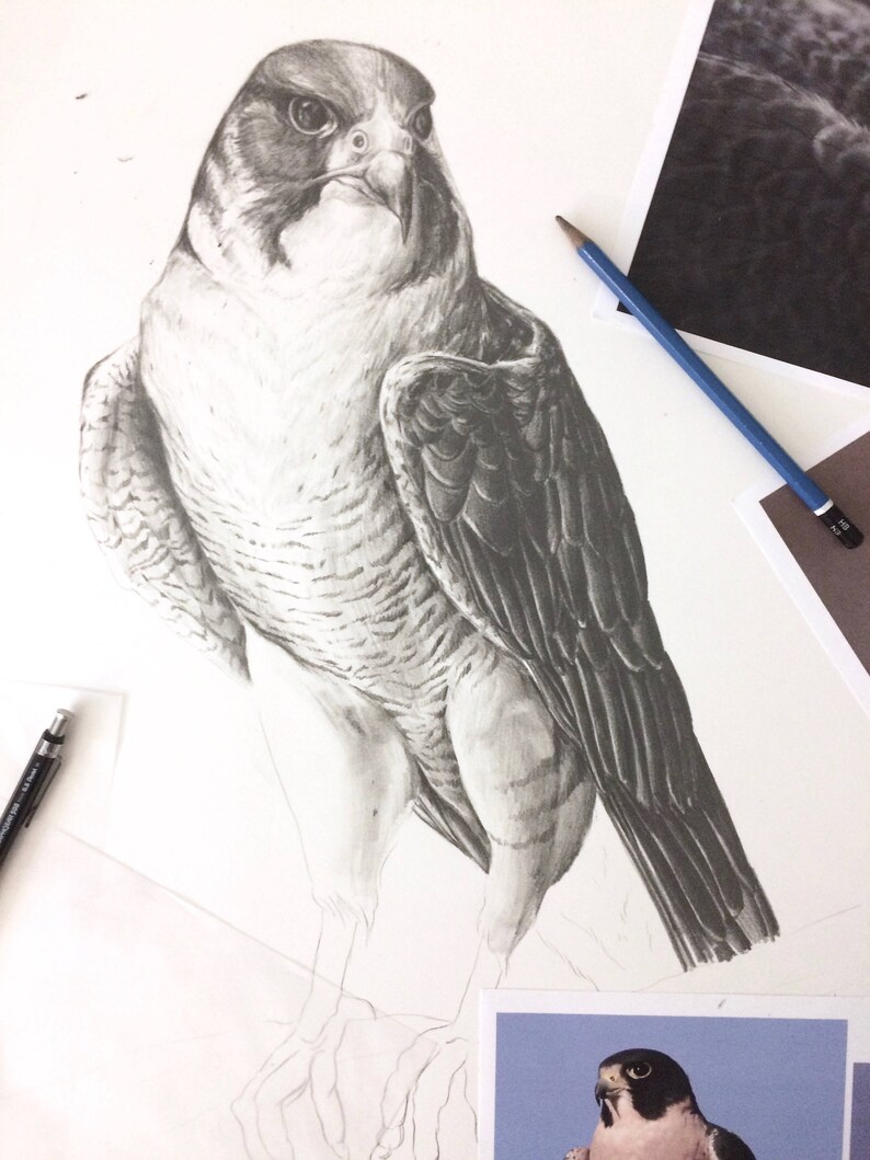 Peregrine Falcon Art Print Hand-drawn graphite scientific illustration Black and white drawing Bird art