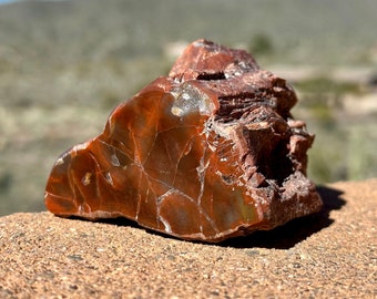 Polished Rainbow Petrified Wood, Arizona Fossil Specimen, Agatized Wood, Southwestern Decor, 5th Anniversary Gift, 360 grams (12.7 ounces)