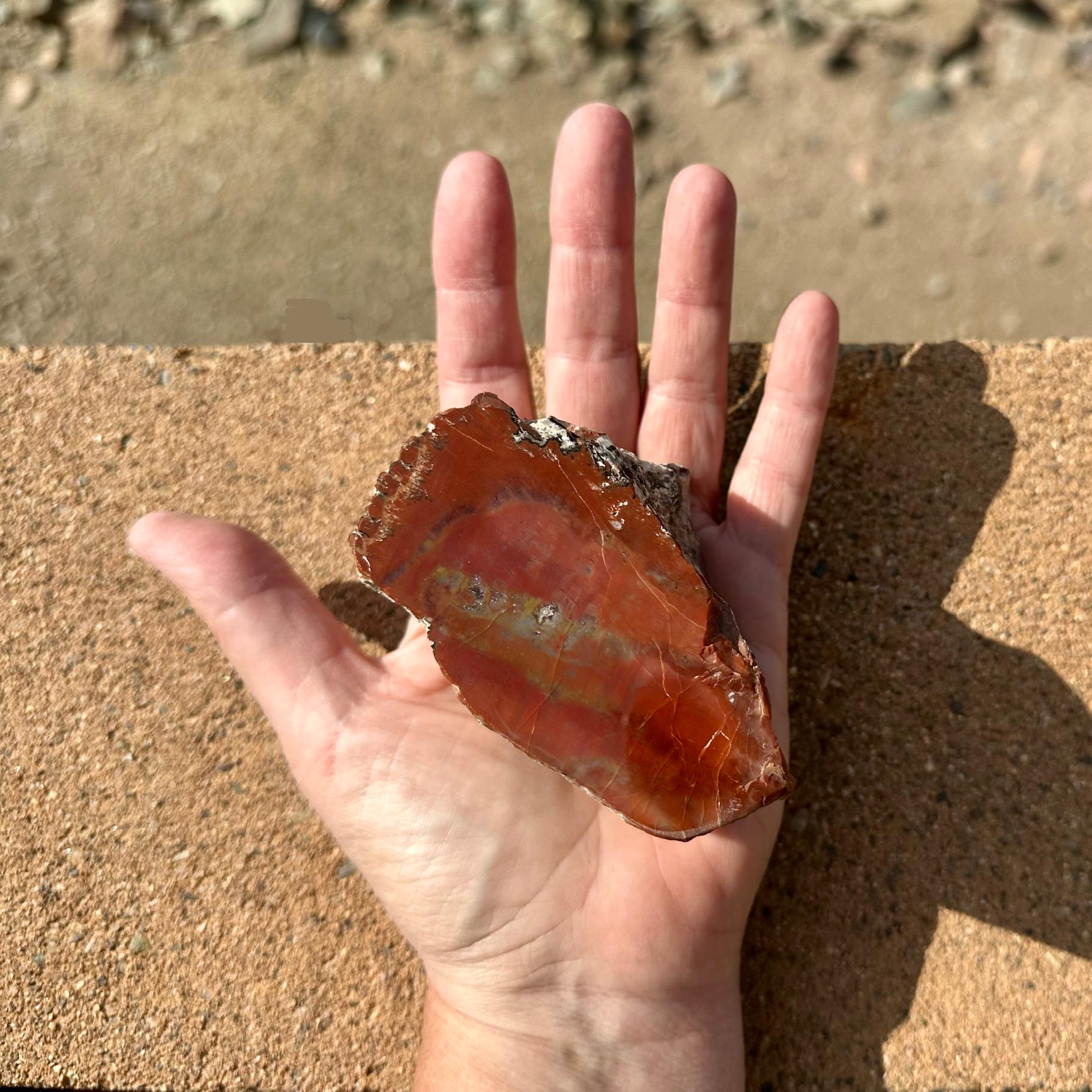 磨き上げられた虹色の珪化木標本：南西部の装飾品、アリゾナ産化石