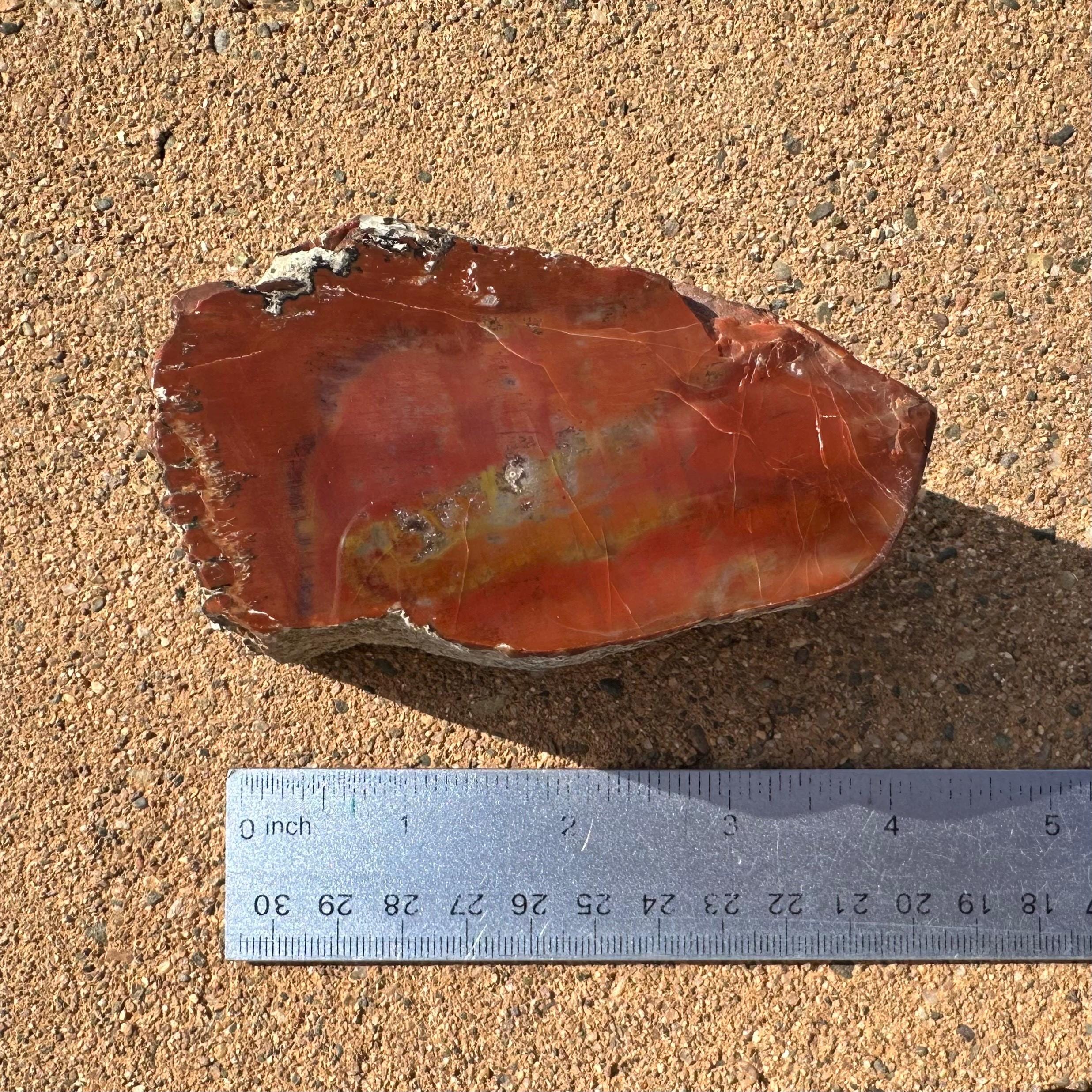 磨き上げられた虹色の珪化木標本：南西部の装飾品、アリゾナ産化石