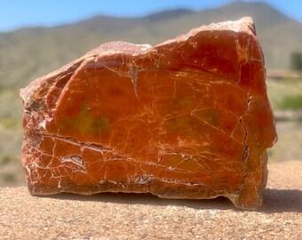 Polished Rainbow Petrified Wood, Wood Fossil Specimen, Southwestern Decor, 5th Anniversary Gift for Husband, 437 grams (15.4 ounces)