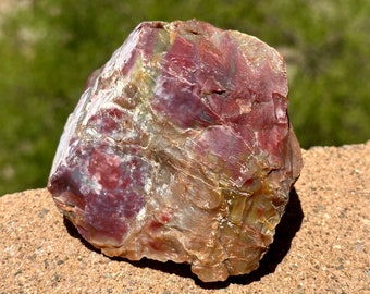 Raw Rainbow Petrified Wood, Arizona Fossil Specimen, Fossil Wood, Agatized Wood, Housewarming Gift for Friend, 736 grams (25.9 ounces)