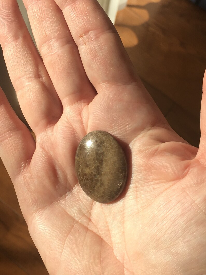 Polished Specimen 43.3 carats Oval Cabochon Michigan Charlevoix Stone 33 x 25 mm