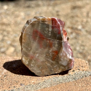 Polished Rainbow Petrified Wood, Southwestern Decor, Fossilized Wood Specimen, 5th Anniversary Gift, 325 grams (11.4 ounces)