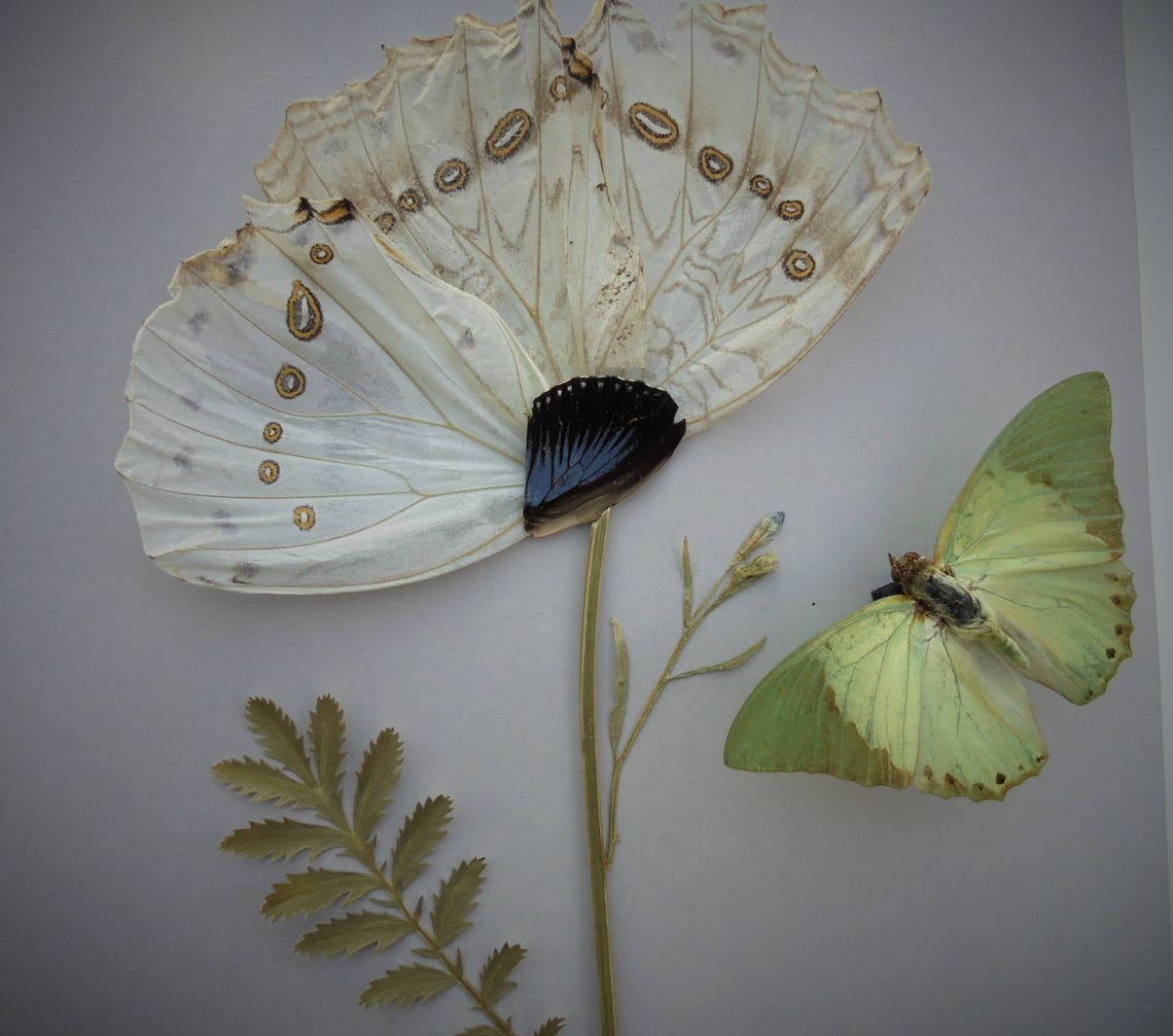Butterfly Taxidermy Etsy