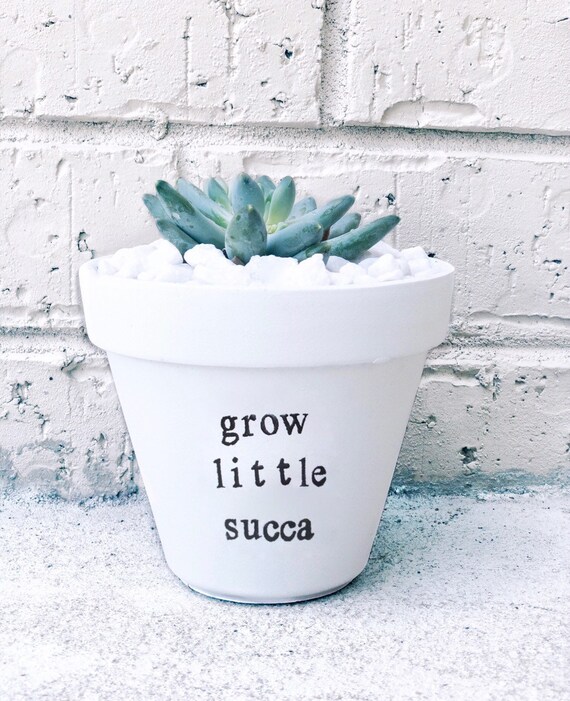 Приложение немо. Росток сквозь асфальт. Пеперомия россо флорариум. Indoor garden party -the musical 2017 обложки. Little grow.