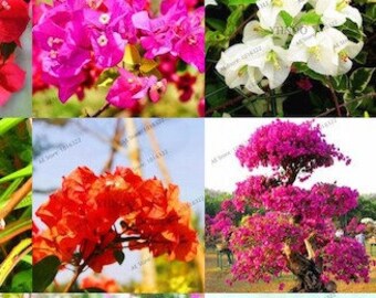 Bougainvillea Seeds Mixed 100 Pack / bougainvillea seed germination / bougainvillea seeds for sale / bougainvillea seeds mixed *