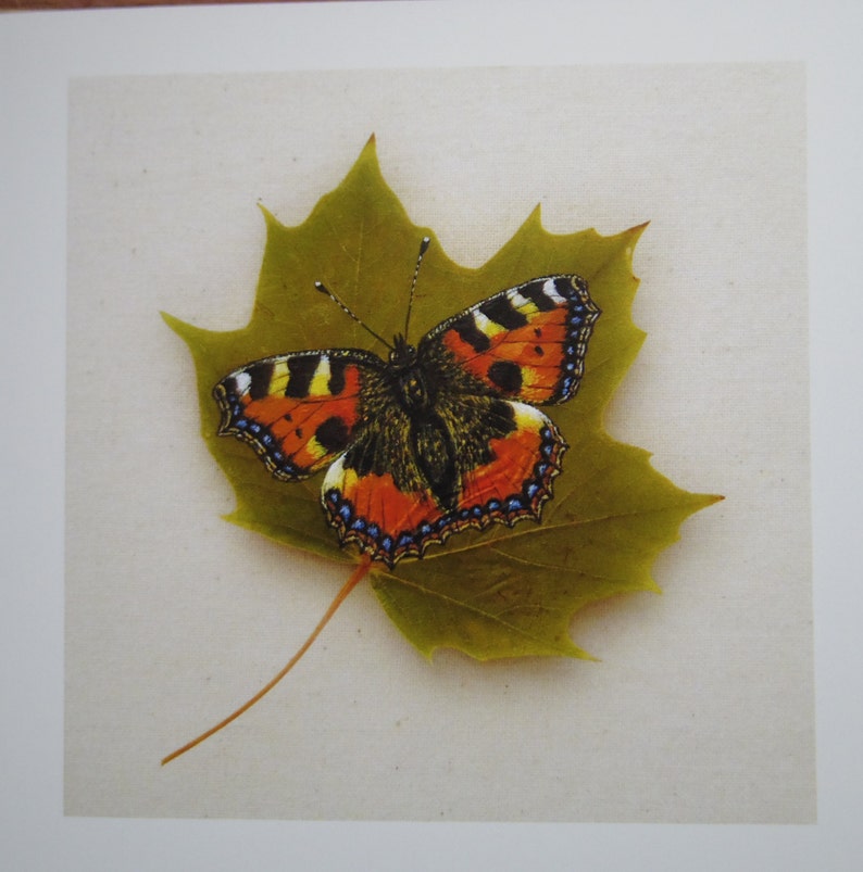 Tortoiseshell Butterfly on a Sycamore Leaf Greetings Card, Pressed Leaf Nature Painting. Blank Fine Art Card. Biodegradable Wrapping. image 3