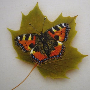 Tortoiseshell Butterfly on a Sycamore Leaf Greetings Card, Pressed Leaf Nature Painting. Blank Fine Art Card. Biodegradable Wrapping. image 5