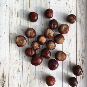 20 Chestnut seeds  Buckeye nuts  Natural Fall Christmas Decor Vase Filler Craft suplies