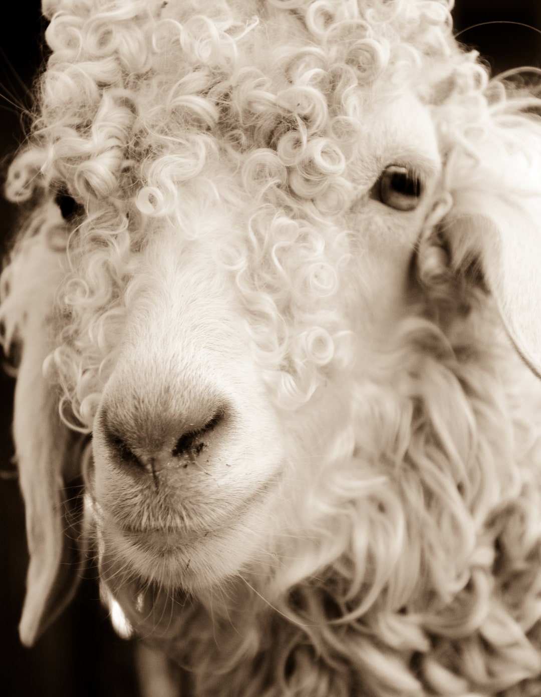 Angora Goat, Curly Goat, Curly Sheep Wall Art 