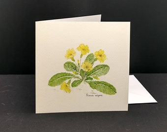 Primroses blank greetings card.