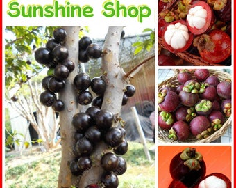 10/PCS Organic Hot Selling Mangosteen Seeds Delicious Fruit Seeds Home Garden Plants
