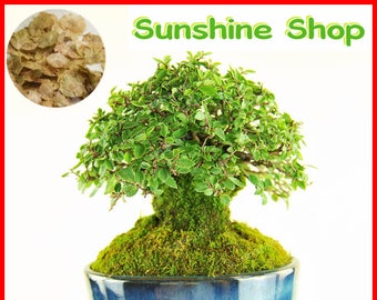 Ulmus Pumila Etsy