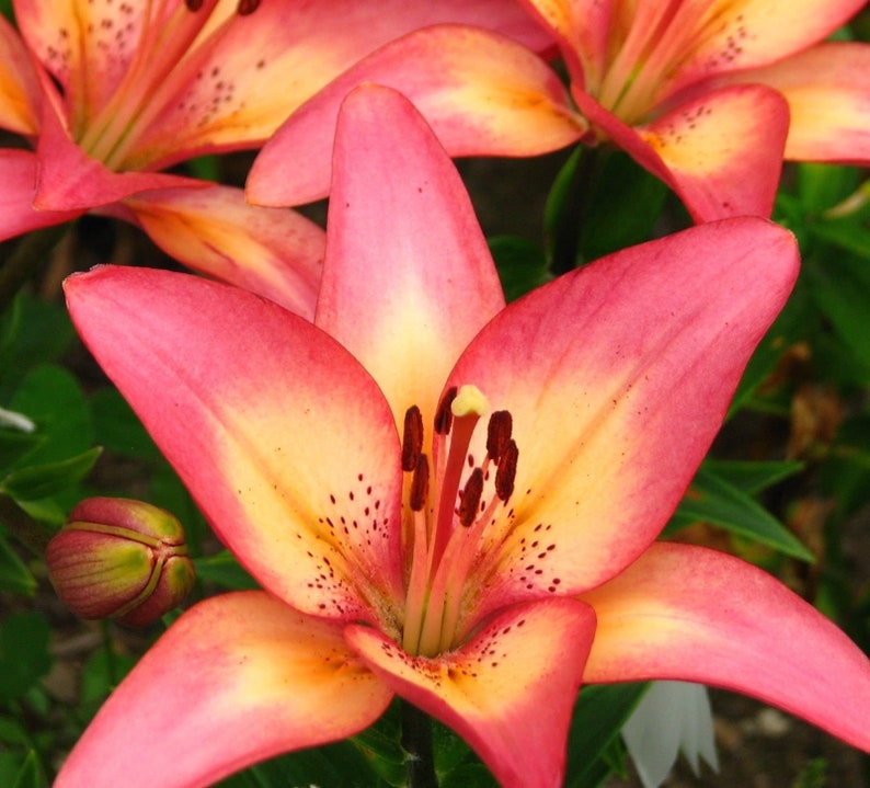 1 Bulb Royal Sunset ASIATIC LILY Flower bulb