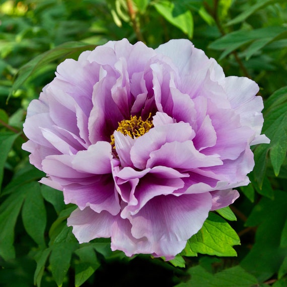 5 PCS Japanese Peony Flower seeds Light Purple Tree Peony | Etsy