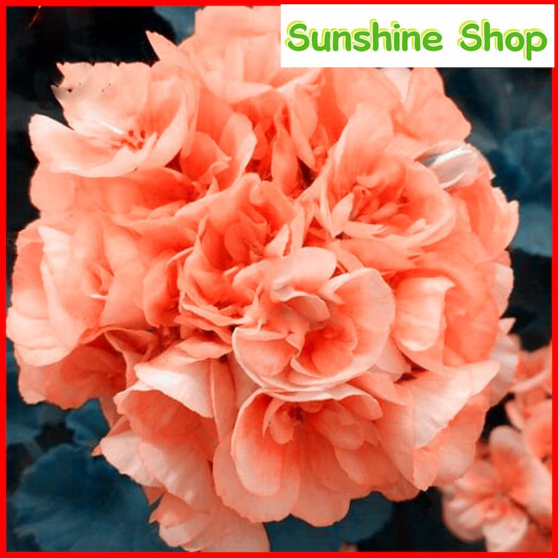 10pcs Géranium Orangé Rouge Typé Boule Grosse Fleurs Bonsaï Fleurs Héritage Jardin Parfumé