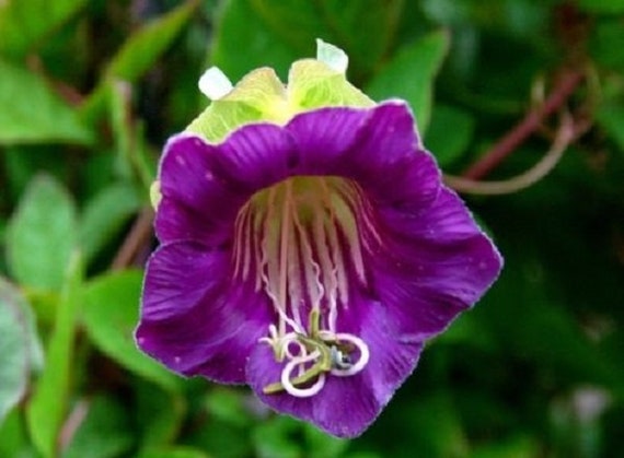 Rare Cup And Saucer Vine Purple 16 Seeds Cobaea Scandens Etsy
