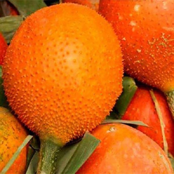 3 Graines Momordica cochinchinensis Gac Fruit Spreng Bitter Cucumber Seeds