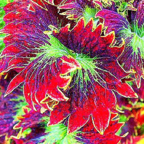 Rare Coleus Bonsai Foliage Plants Seeds 30pcs Perfect Colorful Etsy