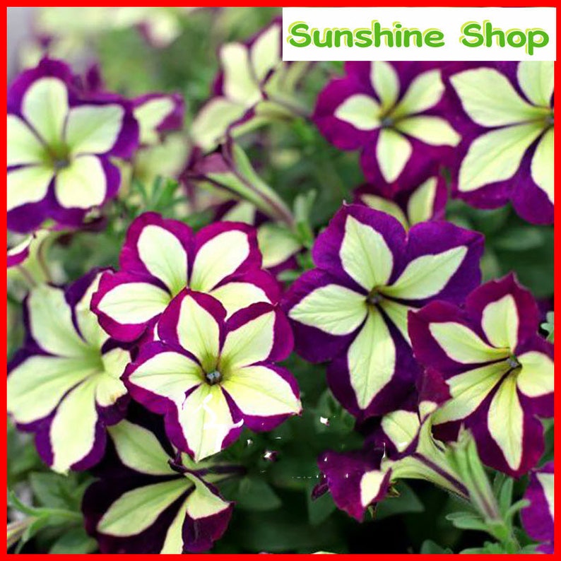 BUY 3 GET 2 FREE Pink Calibrachoa Organic 100 Pcs Seeds Garden Easy to Grow