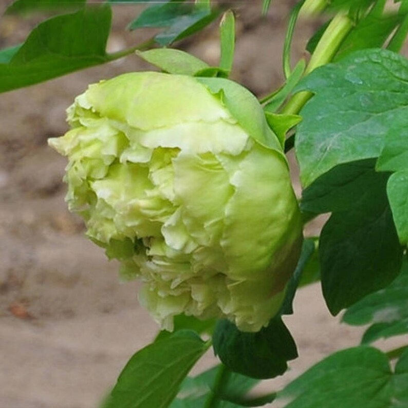 Пион зеленый бобы фото 10PCS Green Peony Flowers Seeds Potted Plants And Balcony Etsy