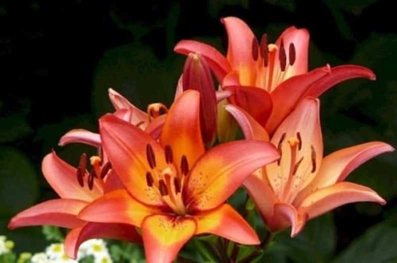 1 Bulb Royal Sunset ASIATIC LILY Flower bulb