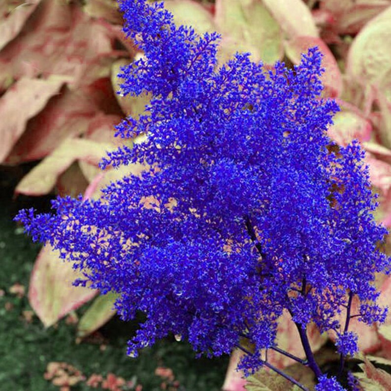100 seeds Dark Blue Astilbe Chinensis Perennial Flower Seeds rare heirloom home garden flowers