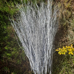 Może przedstawiać: Pęczek białych, pomalowanych gałęzi, prawdopodobnie do celów dekoracyjnych, spoczywa na podłożu z zielonej i brązowej trawy. Gałęzie są cienkie i liczne, tworząc gęsty, teksturowany wygląd. Widoczna jest mała grupa żółtych liści.