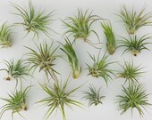 15pc Air Plant Tillandsia quot TLC quot Ionantha Variety Second Chance Quality Wholesale Tillandsias with Minor Imperfections