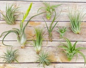 40pc Air Plant Tillandsia quot TLC quot Assortment Second Chance Quality Wholesale Price Tillandsias with Minor Imperfections