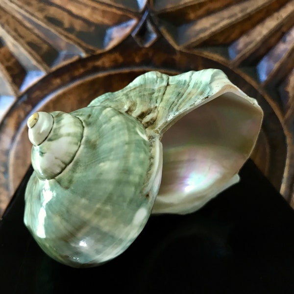 Jade Green Turbo Marmoratus Polished Seashell with Mother of Pearl Inside / Coastal Beach House Decor