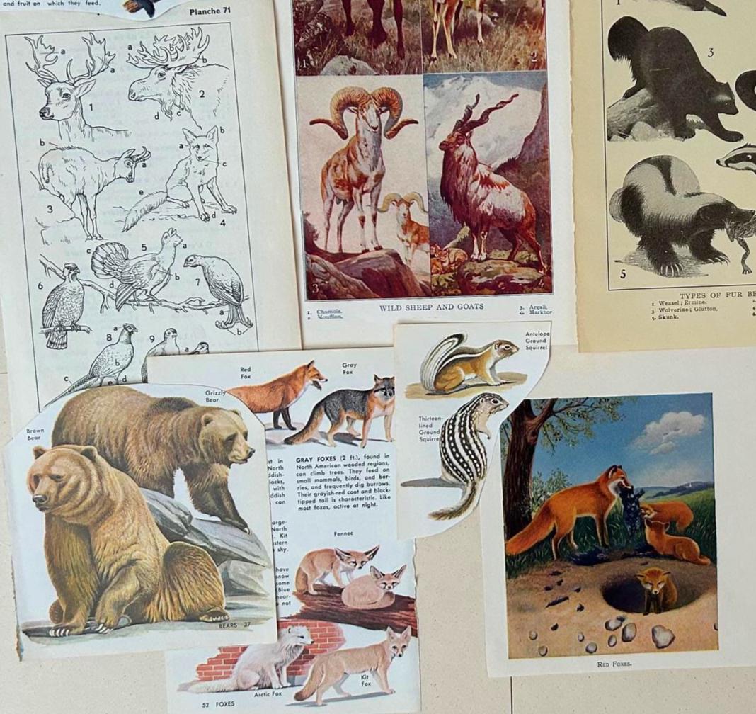 Vintage Animals Mammals Ephemera Paper Pack Mid Century Nature Animals ...