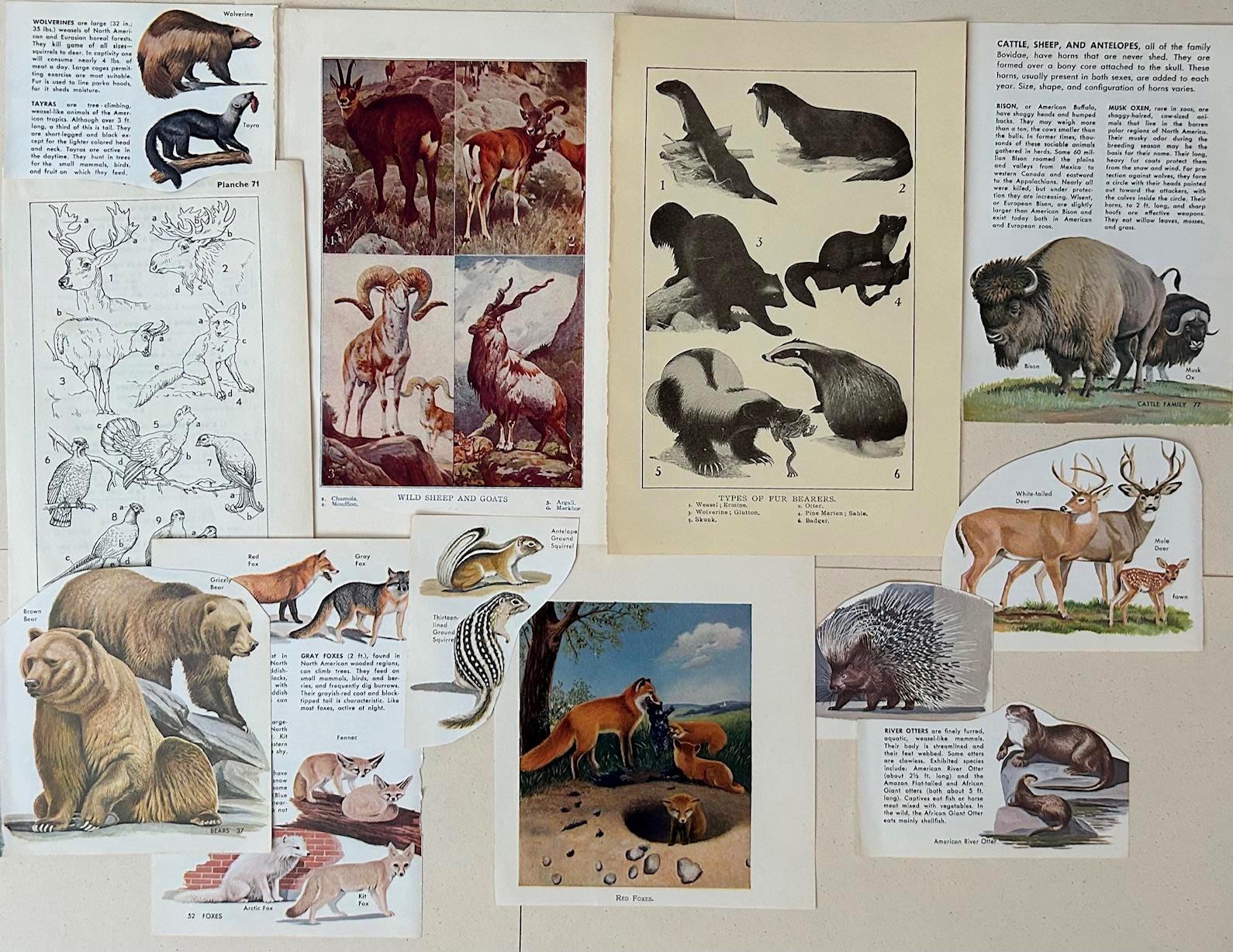 Vintage Animals Mammals Ephemera Paper Pack Mid Century Nature Animals ...