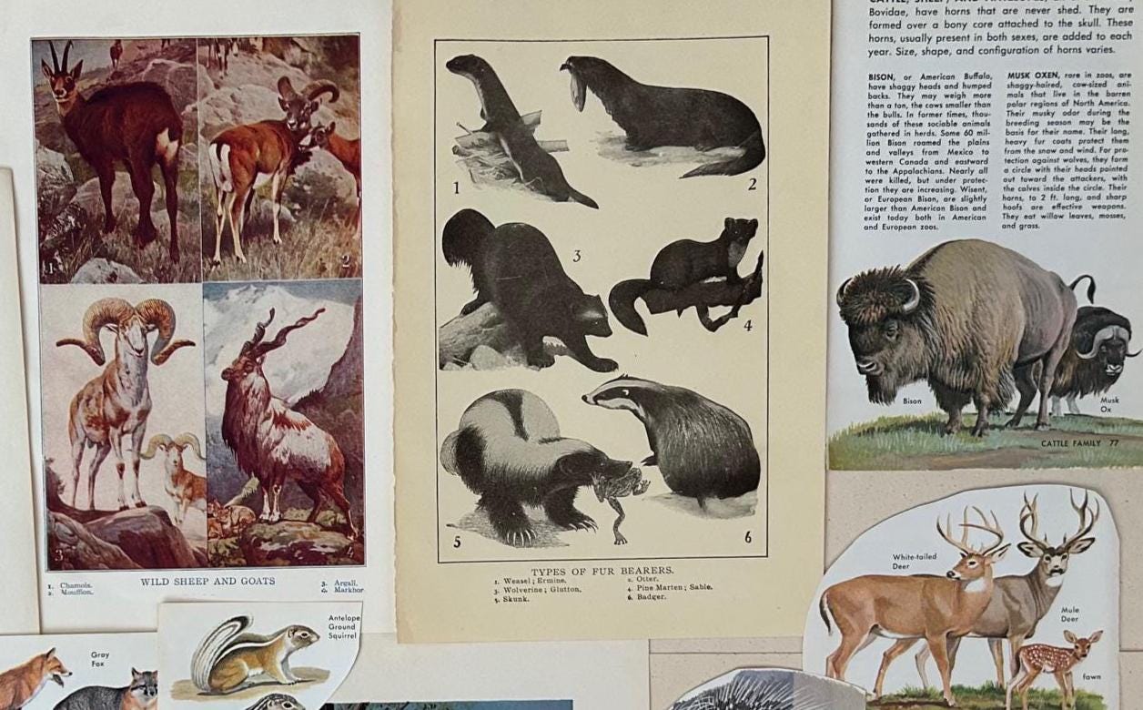 Vintage Animals Mammals Ephemera Paper Pack Mid Century Nature Animals ...