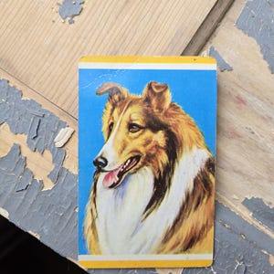 May include: A vintage card featuring a close-up portrait of a brown and white Collie dog with a blue background.