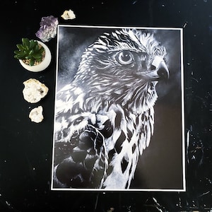 HAWK - 11&quot;x14&quot; Art Print, White Charcoal Drawing